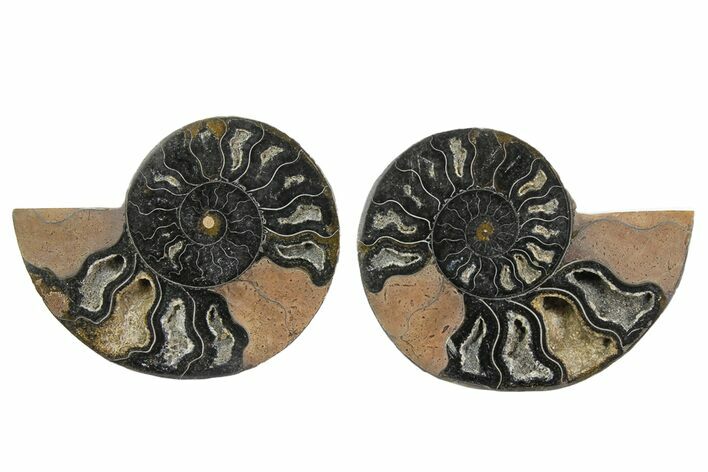 Cut/Polished Ammonite Fossil - Unusual Black Color #165664